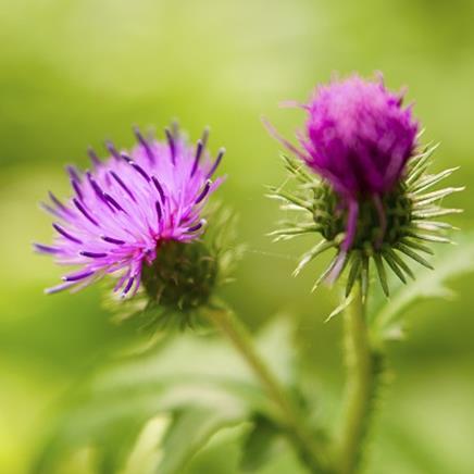 Natural active Burdock